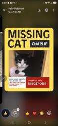 Lost Male Cat last seen Erringer and Fitzgerald , Simi Valley, CA 93065