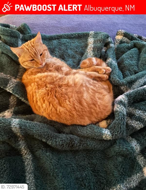 Lost Female Cat last seen Winchester and Still Brooke NW, Albuquerque, NM 87120, Albuquerque, NM 87120