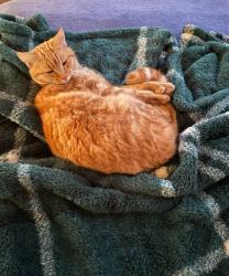 Lost Female Cat last seen Winchester and Still Brooke NW, Albuquerque, NM 87120, Albuquerque, NM 87120