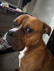 Lost Male Dog last seen Leslie/ manchester rd , Akron, OH 44314