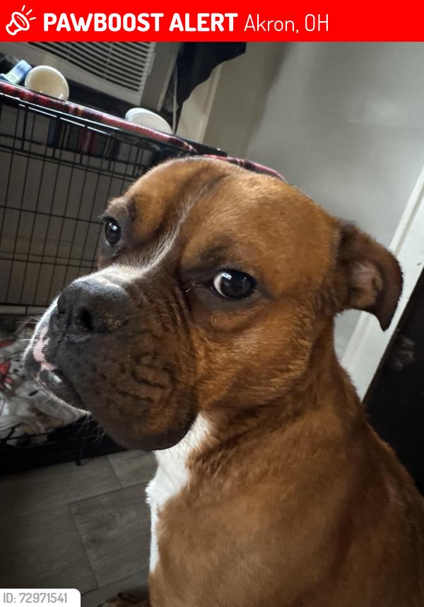 Lost Male Dog last seen Leslie/ manchester rd , Akron, OH 44314