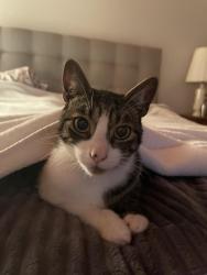 Lost Male Cat last seen Battle point and Miller, Bainbridge Island, WA 98110