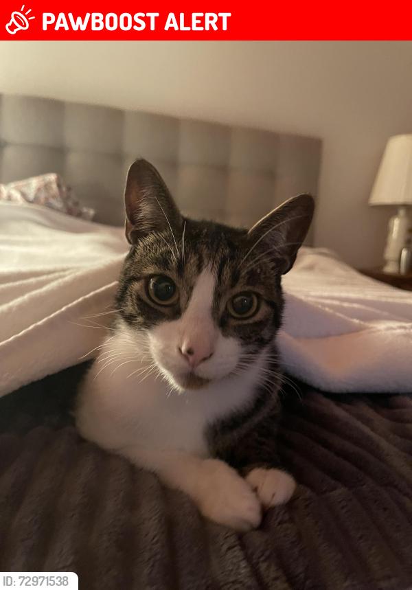 Lost Male Cat last seen Battle point and Miller, Bainbridge Island, WA 98110