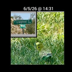 Found/Stray Unknown Bird last seen Peccoli Ranch ( Canyon Ridge), Charlotte, NC 28206