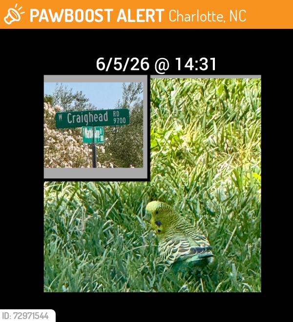 Found/Stray Unknown Bird last seen Peccoli Ranch ( Canyon Ridge), Charlotte, NC 28206