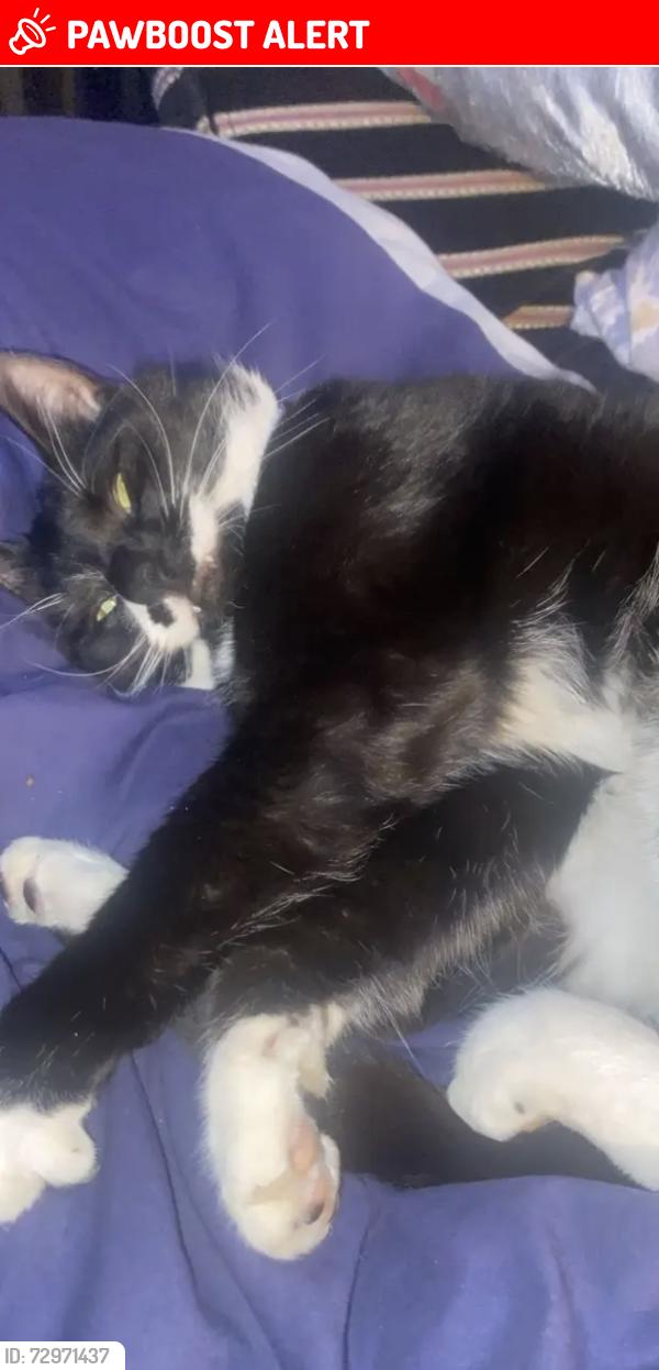 Lost Male Cat last seen Leesway , Lees, England OL4 5BQ