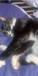Lost Male Cat last seen Leesway , Lees, England OL4 5BQ