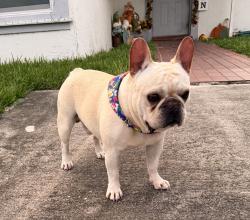 Reunited Male Dog last seen Quail Roost Dr, Florida, USA, Miami-Dade County, FL 33157