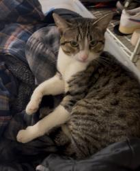 Lost Male Cat last seen Holt st and Moua, Waianae, HI 96792
