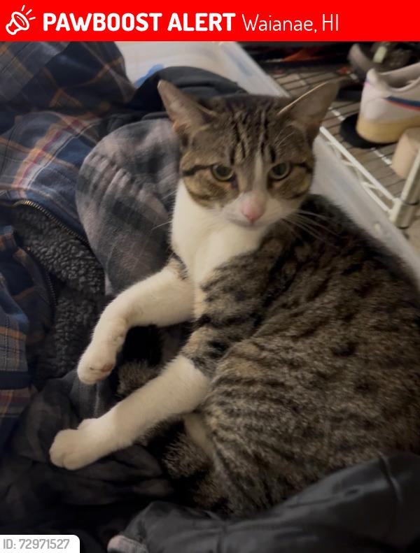 Lost Male Cat last seen Holt st and Moua, Waianae, HI 96792