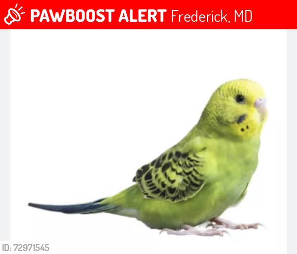 Lost Unknown Bird last seen Sylvan Court Frederick MD 21703, Frederick, MD 21703