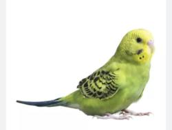 Lost Unknown Bird last seen Sylvan Court Frederick MD 21703, Frederick, MD 21703
