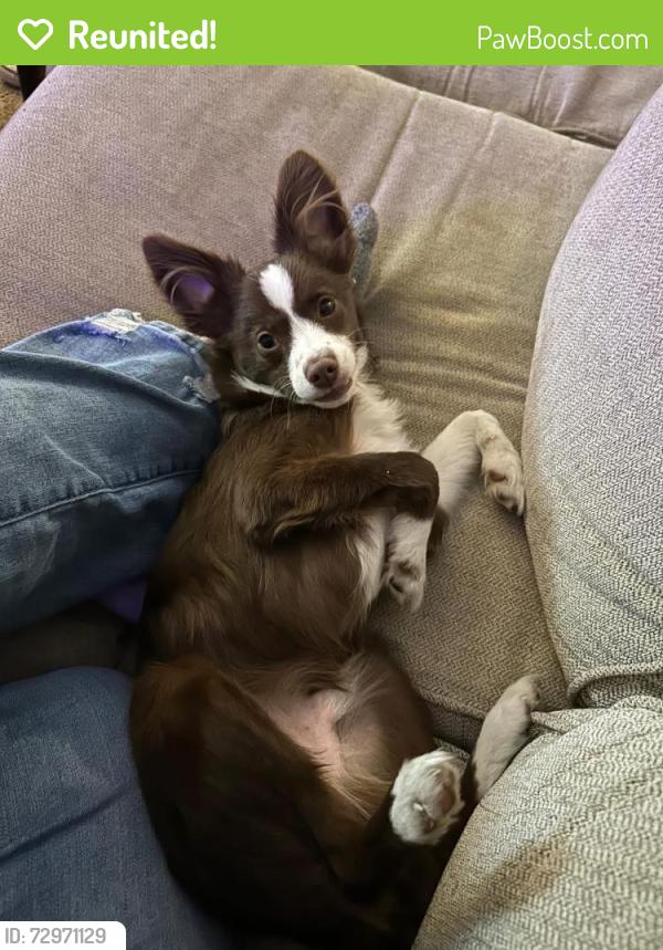 Reunited Male Dog last seen Sunset Park - Crighton Ridge, Conroe, TX 77302