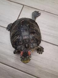 Reunited Unknown Reptile last seen 8th Ave and Allen, Mesa, AZ 85204