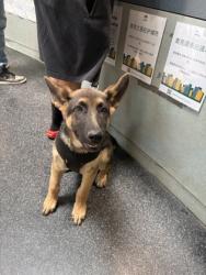 Shelter Stray Male Dog last seen Oakland, CA 94621, Oakland, CA 94601