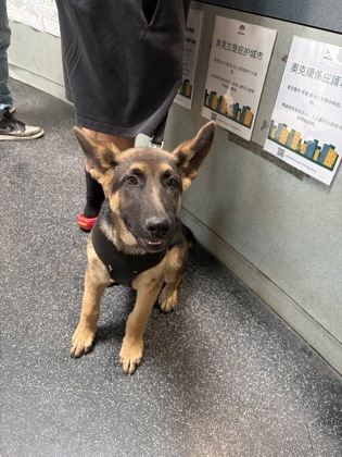 Shelter Stray Male Dog last seen Oakland, CA 94621, Oakland, CA 94601