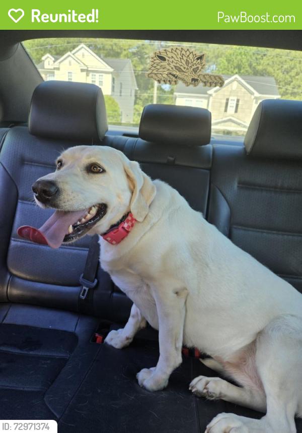 Reunited Female Dog last seen Near Rutledge Landing Dr, Knightdale, NC 27545, USA, Knightdale, NC 27545