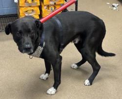 Shelter Stray Male Dog last seen Near Presidential Drive Atlanta, 30340, 30340, GA, Atlanta, GA 30341