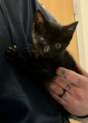 Shelter Stray Female Cat last seen Near Briarwood Industrial Ct NE, 30329, GA, 3280 Chamblee Dunwoody Rd, Chamblee, GA 30341, USA