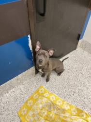 Shelter Stray Male Dog last seen Atlanta, GA 30318, Atlanta, GA 30336