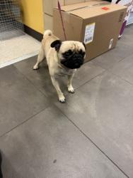 Shelter Stray Male Dog last seen Near Pioneer, 75149, TX, Mesquite, TX 75149