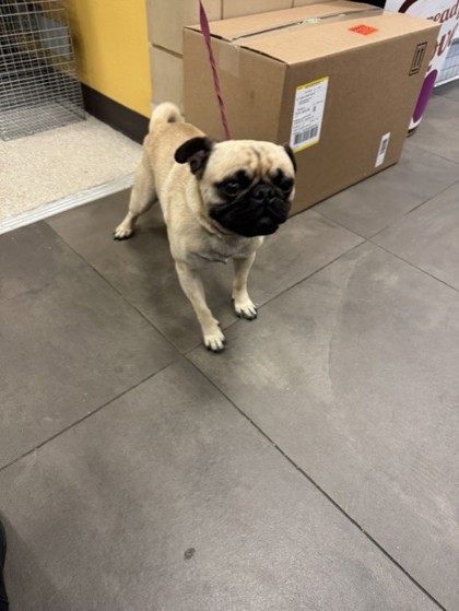 Shelter Stray Male Dog last seen Near Pioneer, 75149, TX, Mesquite, TX 75149