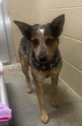 Shelter Stray Female Dog last seen Goose Creek, SC 29445, North Charleston, SC 29406