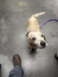 Shelter Stray Female Dog last seen Cross, SC 29436, North Charleston, SC 29406