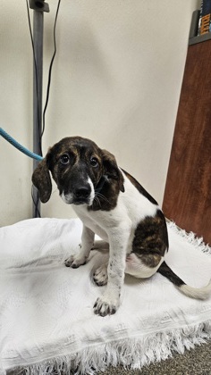 Shelter Stray Female Dog last seen Hamilton, OH 45011, Hamilton, OH 45011