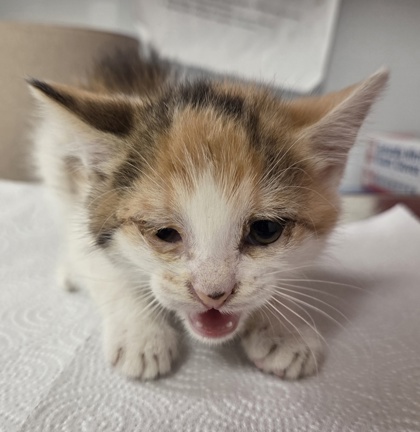 Shelter Stray Female Cat last seen E Kaviland and S. Cedar, Fresno Zone Fresno CO 3 93725, CA, Fresno, CA 93706