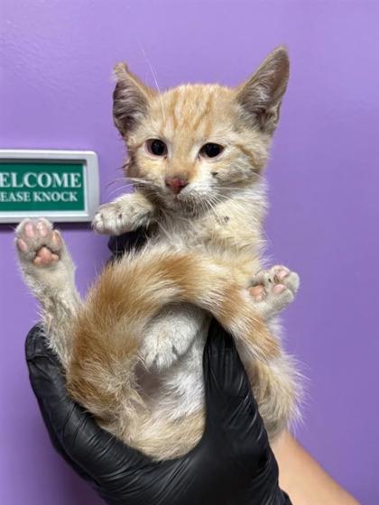 Shelter Stray Male Cat last seen Near Guy Way, CITY of El Paso, TX, Fort Bliss, TX 79906