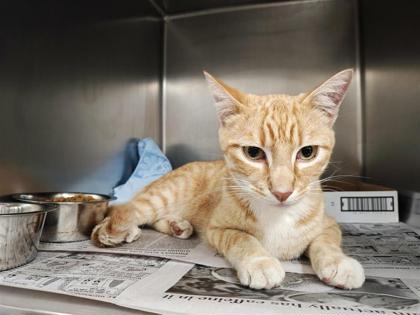 Shelter Stray Male Cat last seen Georgetown, TX 78628, Georgetown, TX 78626