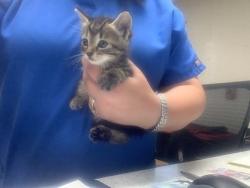Shelter Stray Male Cat last seen , TX , Fort Worth, TX 76119
