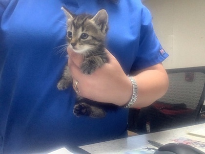 Shelter Stray Male Cat last seen , TX , Fort Worth, TX 76119
