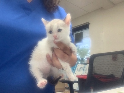 Shelter Stray Male Cat last seen , TX , Fort Worth, TX 76119
