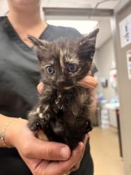 Shelter Stray Female Cat last seen Anderson County, SC , Anderson, SC 29622