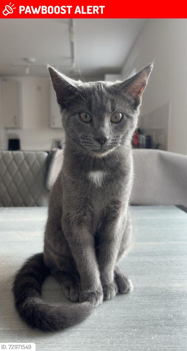 Lost Female Cat last seen Strabathie place, Bridge of Don, Scotland AB23 8LG