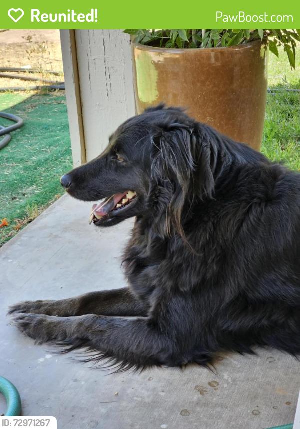 Reunited Male Dog last seen Stapley Dr and Brown Road, Mesa, AZ 85203