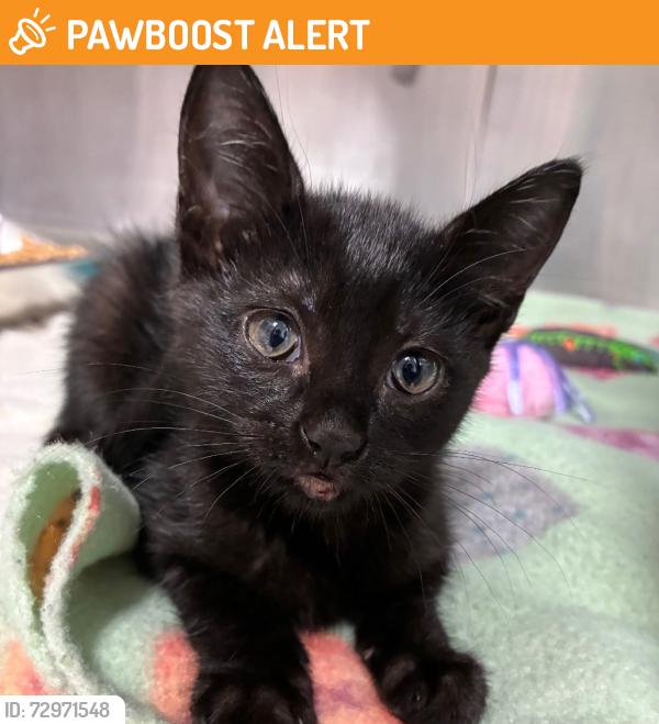Found/Stray Female Cat last seen Tom Barrow Co. Parking Lot, Santa Rosa County, FL 32570