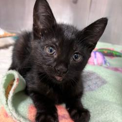 Found/Stray Female Cat last seen Tom Barrow Co. Parking Lot, Santa Rosa County, FL 32570