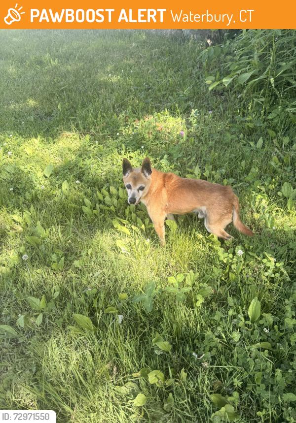 Found/Stray Male Dog last seen Wondering backyard and road, no collar on , Waterbury, CT 06708