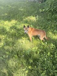 Found/Stray Male Dog last seen Wondering backyard and road, no collar on , Waterbury, CT 06708