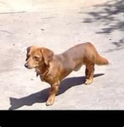 Reunited Male Dog last seen Twohig & Lincoln, San Angelo, TX 76901