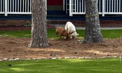 Reunited Unknown Dog last seen Park place dr, Lawrenceville, GA 30046