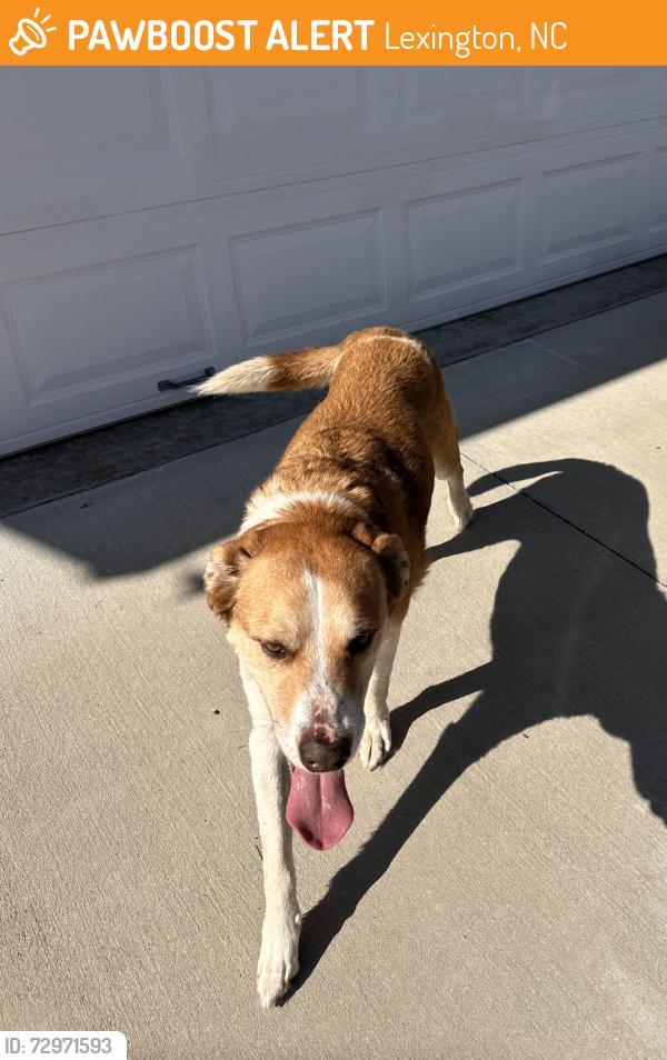 Found/Stray Male Dog last seen Greenfield ests neighborhood , Lexington, NC 27295