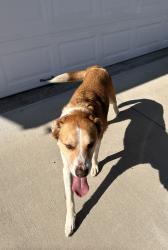 Found/Stray Male Dog last seen Greenfield ests neighborhood, Lexington, NC 27295