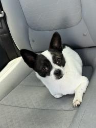 Reunited Male Dog last seen Between Menta St and Uracus St on S John Young Prwy, Orlando, FL 32837