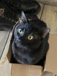 Lost Male Cat last seen Silk and Cocoon st, Nampa, ID 83687