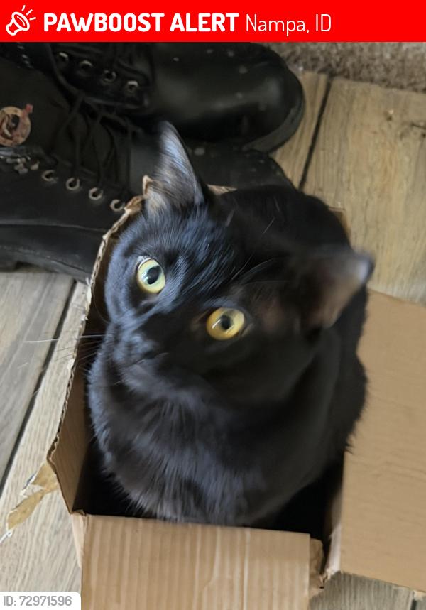 Lost Male Cat last seen Silk and Cocoon st, Nampa, ID 83687