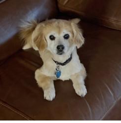 Reunited Female Dog last seen Banks Road, Chick Fil A Dwarf hse, Fayetteville, GA 30214